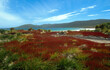 Oseille sauvage, rumerx acetosa, Réserve naturelle, ile Carcass, Iles Falkland, Malouines