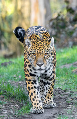 Poster - Frontal Close-up view of a walking Jaguar (Panthera onca)