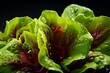 Vibrant lettuce with water droplets on dark background. Generative AI