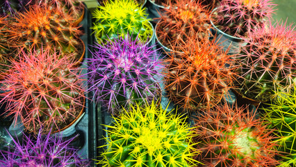 Wall Mural - Bright cacti with multi-colored needles in a flower shop