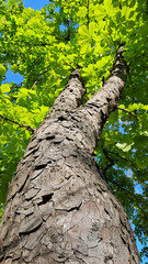 Wall Mural - large chestnut tree with fresh green foliage, bottom to top view