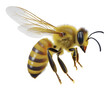 bee isolated on transparent background