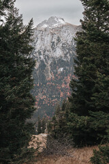 View of a snow covered mountain top between two pine trees