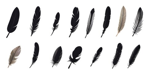 Poster - A collection of black and white feathers on a white background. Versatile and elegant, perfect for various design projects