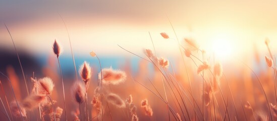 Aufkleber - Wild herbs in the rays of the orange sun at sunset Warm background natural background Autumn sunset. Creative Banner. Copyspace image