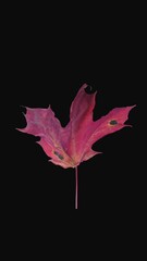 Wall Mural - Time lapse of drying red Maple leaf isolated on black background, vertical orientation