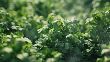 Poster - A close-up view of a bunch of green plants. Perfect for adding a touch of nature to any project