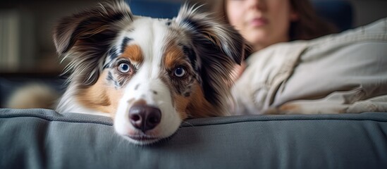 Sticker - Young man sitting on the sofa petting his female dog Australian Shepherd The dog looks at the camera. Creative Banner. Copyspace image