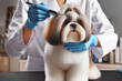 Professional grooming of a beautiful pedigree Shih Tzu dog. AI generated