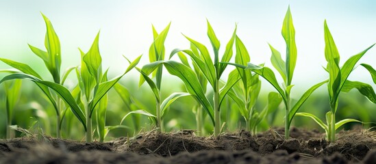Poster - Rows of young corn shoots on a cornfield. Creative Banner. Copyspace image