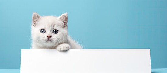 Poster - White Scottish Straight kitten cute and funny beautiful kitten Festive kitten on a postcard White kitten lies on its blood. Creative Banner. Copyspace image