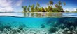 Tropical seascape many sea anemones with fish underwater and coconut palm trees on the seashore split view over under water surface French Polynesia Pacific ocean Oceania. Creative Banner