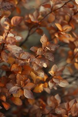 Poster - A close up view of a plant with brown leaves. This image can be used to showcase the natural beauty of plants or to depict the changing seasons