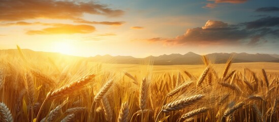 Poster - Wheat field Ears of golden wheat close up Beautiful Nature Sunset Landscape Rural Scenery under Shining Sunlight Background of ripening ears of wheat field Rich harvest Concept Label art design