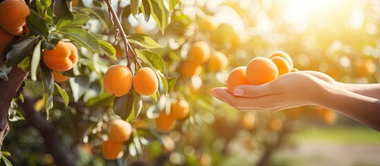 Poster - Ripe apricot fruits are plucked from the tree in the garden Closeup of the hand of a woman picking apricots from a tree on a fruit farm with a beautiful sun Vintage apricot orchard. Creative Banner