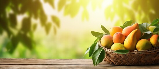 Wall Mural - Mango in basket with leaves on wooden table and Mango tree farm with sunlight background. Creative Banner. Copyspace image