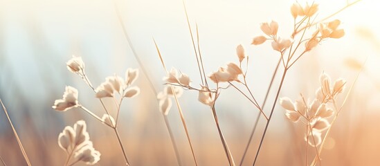 Poster - View of light beige colored dry stem of plant in rural field. Creative Banner. Copyspace image
