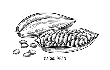 Aufkleber - Nuts seeds linear concept. Hand drawn sketch of cacao bean with inscription. Minimalistic creativity and art. Graphic element for website. Outline flat vector illustration isolated on white background