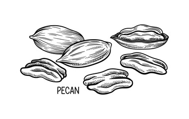 Aufkleber - Nuts seeds linear concept. Hand drawn sketch of pecan with inscription. Minimalistic creativity and art. Poster or banner. Outline flat vector illustration isolated on white background