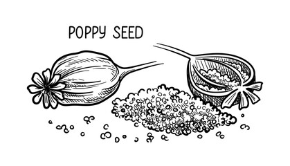 Aufkleber - Nuts seeds linear concept. Hand drawn sketch of poppy seed with inscription. Minimalistic creativity and art. Template and layout. Outline flat vector illustration isolated on white background