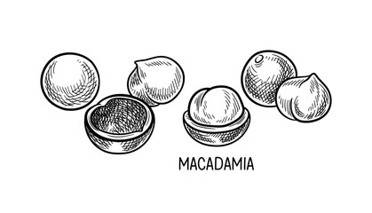 Aufkleber - Nuts seeds linear concept. Hand drawn sketch of macadamia with inscription. Minimalistic creativity and art. Healthy eating. Outline flat vector illustration isolated on white background