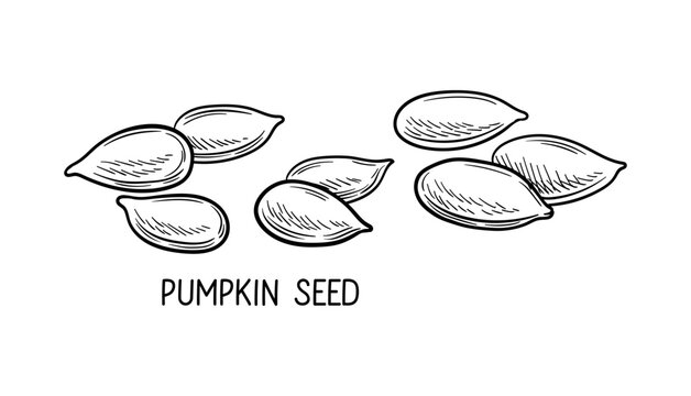 Nuts seeds linear concept. Hand drawn sketch of pumpkin seed with inscription. Graphic element for website. Healthy eating. Outline flat vector illustration isolated on white background