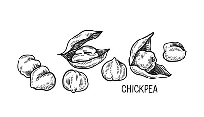 Aufkleber - Nuts seeds linear concept. Hand drawn sketch of chickpea with inscription. Template and layout. Healthy eating and diet. Outline flat vector illustration isolated on white background