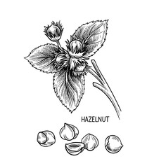Aufkleber - Nuts seeds linear concept. Hand drawn sketch of hazelnut with inscription. Pencil drawing. Minimalistic creativity and art. Outline flat vector illustration isolated on white background