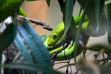 Fototapeta Miasto - Green mamba snake in tree