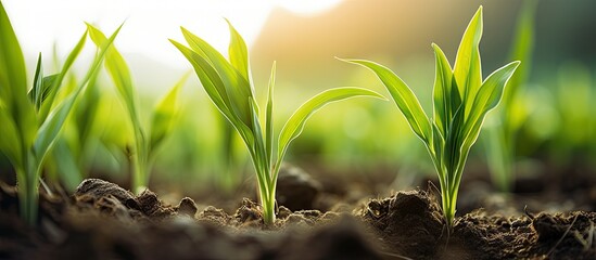 Poster - Rows of young corn shoots on a cornfield. Creative Banner. Copyspace image