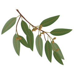 Wall Mural - Eucalyptus branch with leaves and buds on a white background.