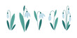 Snowdrop flowers collection. Spring flowers. Vector illustration in flat style