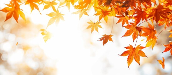 Poster - Vibrant Autumn Leaves Background with Warm Colors and Soft Natural Light