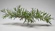 Isolated Rosemary Bush Cutout with Shadow on Transparent Background