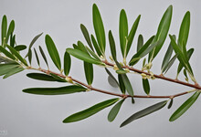 Wild Olive Branches On Gray Background