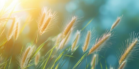 Poster - A close-up view of a bunch of tall grass. Suitable for nature and outdoor themes