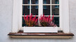 © mdyn - Potted pink heather on white Wooden house window closeup, outdoors. House and balcony decoration with seasonal autumn flowers