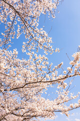 Wall Mural - 青空と桜