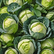 Cluster of cabbage on clear backdrop