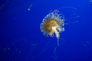 Wall Mural - Jelly fish in the zoo park