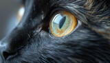 Fototapeta Konie - High quality stock photography macro close up of cat eye,generative ai