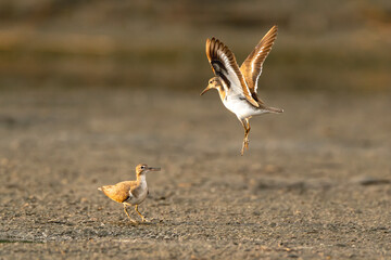 two little wading water birds mating or fighting ritual