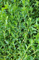 Sticker - The grass Polygonum aviculare grows in nature