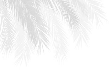 Wall Mural - realistic palm branches leaf shadow on white background. shadow effect overlay from tropical plants
