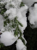 Fototapeta  - Zbliżenie na gałązki jałowca pokryte śniegiem