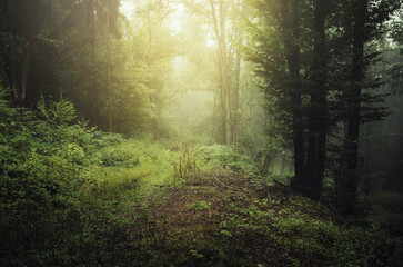 Wall Mural - morning in the woods, green forest in magical sun light