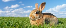 A Rabbit Is Sitting In The Middle Of A Grassy Field With A Blue Sky In The Background And Fluffy Clouds In The Sky.
