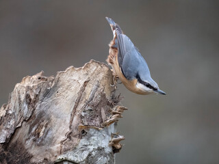 Poster - Nuthatch, Sitta europaea