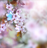 Fototapeta Kwiaty - Blossom tree over nature background with butterfly. Spring flowers. Blurred concept.