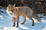 Fototapeta Zwierzęta - A red fox (Vulpes vulpes) searching for mice trough the snow blanket and observing any movement. 
